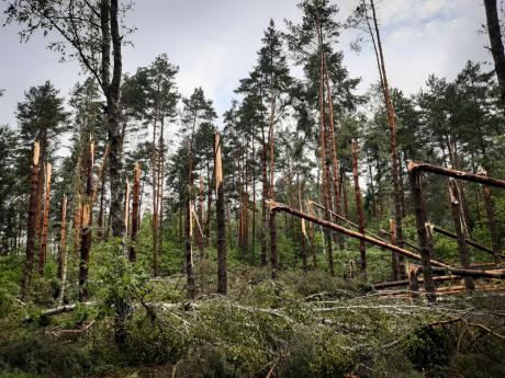 Okresowy zakaz wstępu do lasu w leśnictwie Biszcza